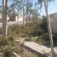 برگ  اکالیپتوس|خدمات باغبانی و درختکاری|قم, زنبیل آباد|دیوار