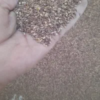 کنجد درجه به شرط تمیز پر تازه وباکیفیت کبلو ۲۲۰