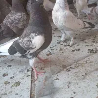 جوجه کفتر های بوم ندیده