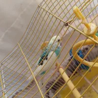 مرغ عشق|پرنده|لالجین, |دیوار