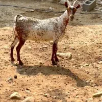 بزغاله خالص|حیوانات مزرعه|سنندج, |دیوار