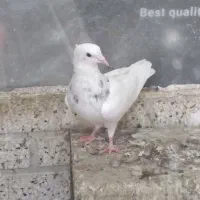 جوانه طوقی نر