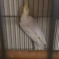 عروس هلندی نر|پرنده|تهران, شهران جنوبی|دیوار