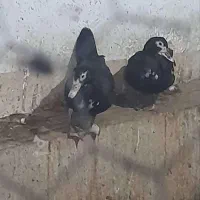فروش 3 عدد اردک روسی ماده