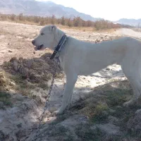 کوچ ۹ ماهه|سگ|قائن, |دیوار