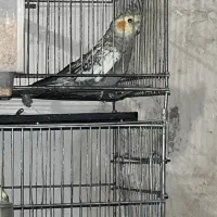پرنده|پرنده|رفسنجان, |دیوار