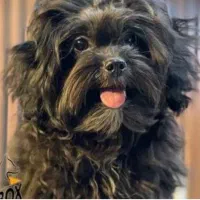 سگ نژاد دار نر شیتزو بفروش می رسد