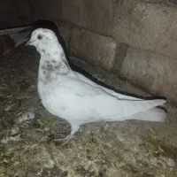 فروش|پرنده|نورآباد, |دیوار