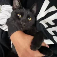 واگذاری رایگان گربه خانگی