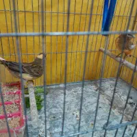 قناری جوجه ۶ماه