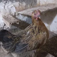 ۳عدد مرغ تخم گذار دانه ۴۰۰ تومان|حیوانات مزرعه|مشهد, سجادیه|دیوار