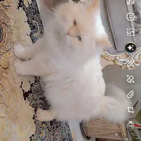 گربه پرشین و اسکاتیش