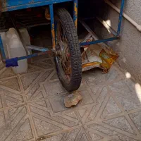 سه چرخ|دوچرخه، اسکیت، اسکوتر|مریوان, |دیوار