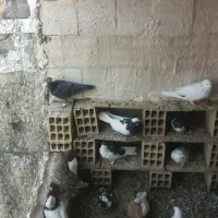 فروش فوری فوری|پرنده|تاکستان, |دیوار