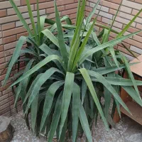 گلهای آپارتمانی