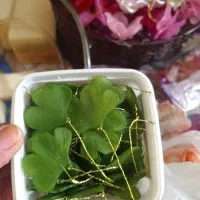 گل های کریستالی|گل مصنوعی|لاهیجان, لاشیدان|دیوار