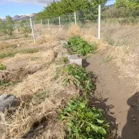 باغ 1000متری سنددار دولت آباد مرند|فروش دفتر صنعتی، کشاورزی، تجاری|مرند, |دیوار