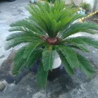 سیکاس