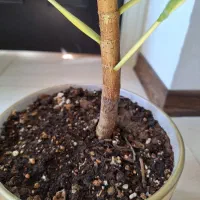 گلدان فیکوس آلتیسما(پرتقالی).همراه با گلدان سفالی|گل و گیاه طبیعی|شاهین‌شهر, نسیم ۵|دیوار