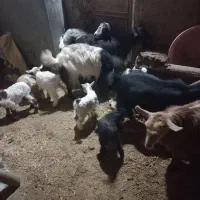 ۵راس بزو بزغاله..جوان. مالچه