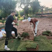 فروش چمن آفریقایی با اجرا، کود