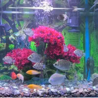 اکواریوم شرکت آکوآ