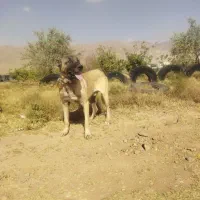 سگ گمشده