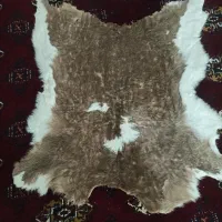 پوست گوسفند و گاو