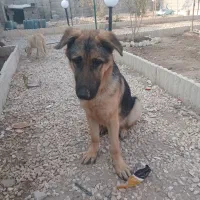 سگ ژرمن اصیل