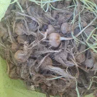 حدود۳۰۰کیلو پیاز زعفران پر مغر