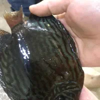 فروش نه عدد ماهی دیسکس مولد|ماهی|زاوه, |دیوار