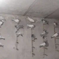 کفتر شیخ و تهرانی