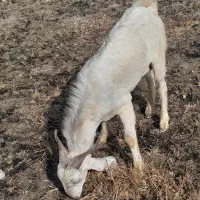 خرمشهر کوی جم ۲
