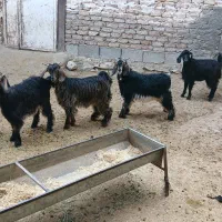 بزغاله‌چاق