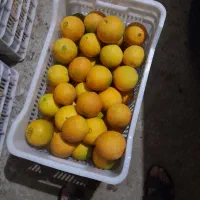 فروش پرتقال تامسون