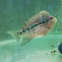 فلاور ماده آماده