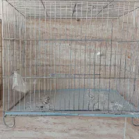 قفس پرنده سهره و قناری|لوازم جانبی حیوانات|کرمانشاه, |دیوار