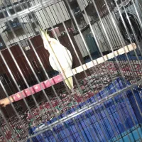 عروس هلندی ماده ، دستی ، ۱ و نیم ساله