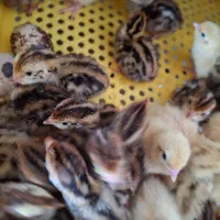 دستگاه جوجه کشی