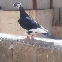 شاه هومر(کله اسبی)