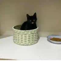 واگذاری بچه گربه