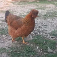 مرغ و خروس کاکلی