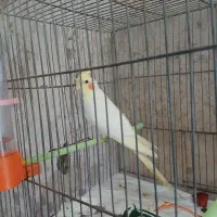 عروس هلندی نر