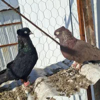 جفت ابادانی چشم سفیدبسیارخشکل