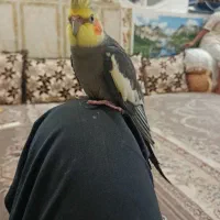 پرنده