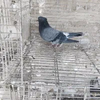 ماده زاغ دم سفید کاکلی|پرنده|کاشان, مصلی|دیوار