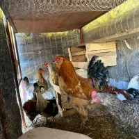 مرغ رسمی خروس برهما همچی تمام