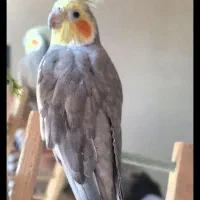 عروس هلندی. گمشده