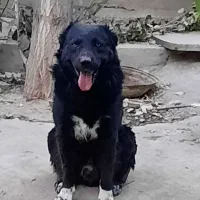 سگ قهدرجونی