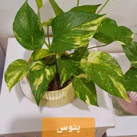 گلهای زیبا|گل و گیاه طبیعی|رشت, کوی مهر|دیوار